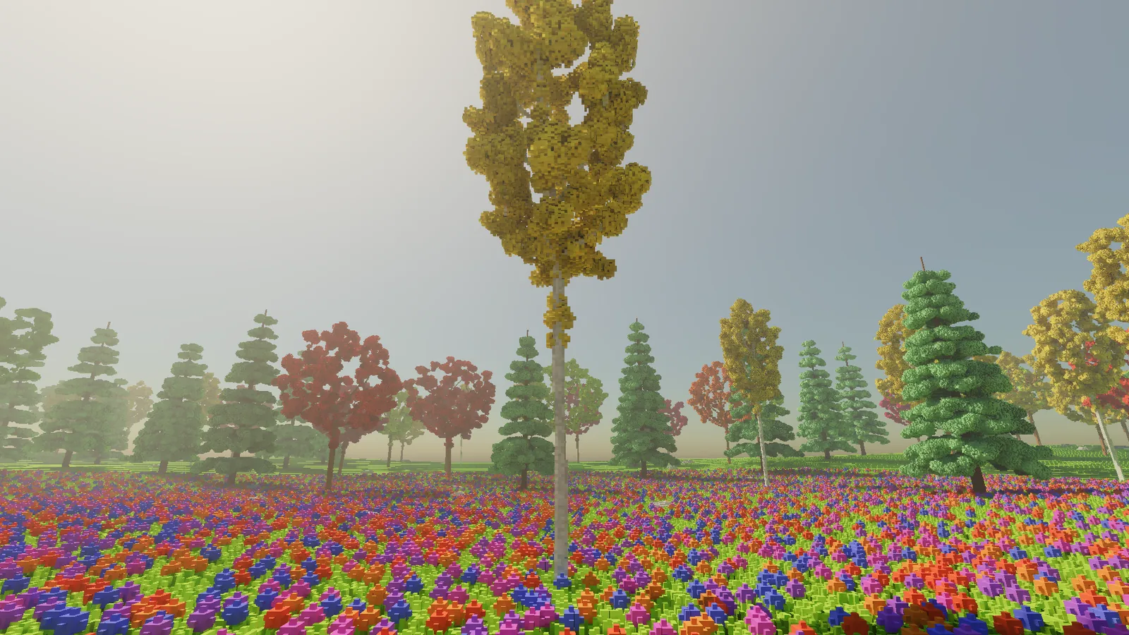A tall birch with a pale trunk and a narrow golden crown.